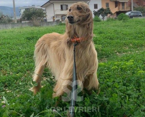 Belle Levriero Afgano