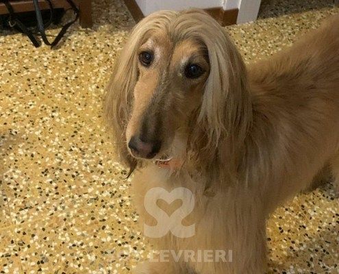Belle Levriero Afgano