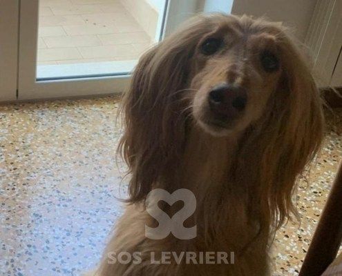 Belle Levriero Afgano