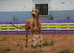 Bronce Galgo