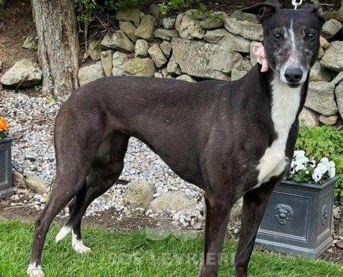Ciara Greyhound