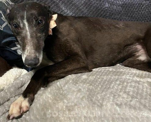 Ciara Greyhound