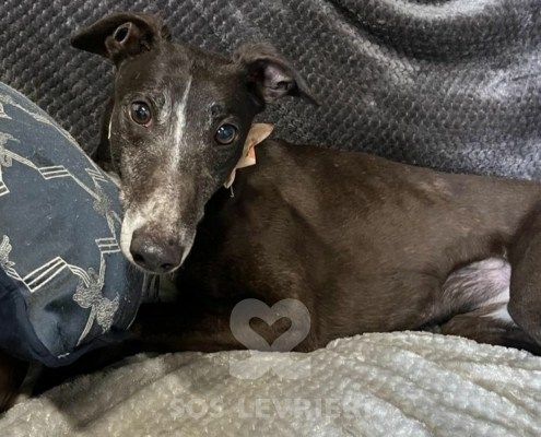 Ciara Greyhound