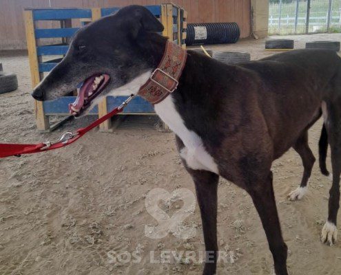 Ciara Greyhound