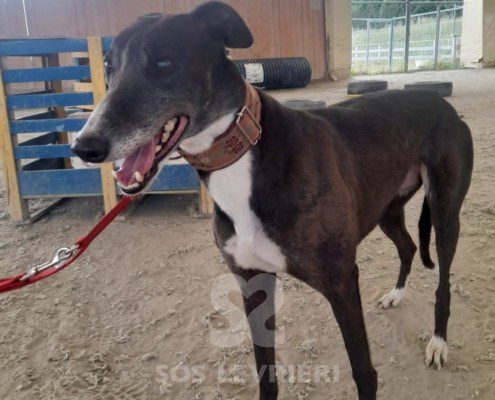 Ciara Greyhound