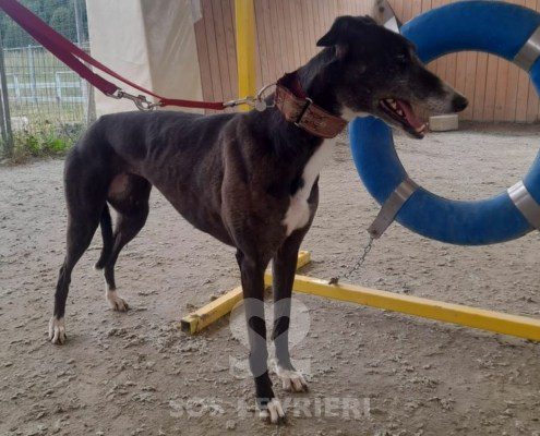 Ciara Greyhound