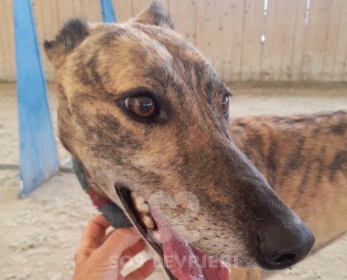 Darla Greyhound