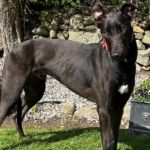 Forge Greyhound