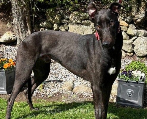Forge Greyhound