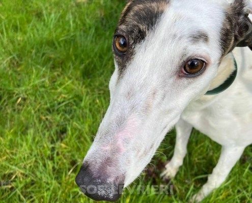 Henry 2 Greyhound