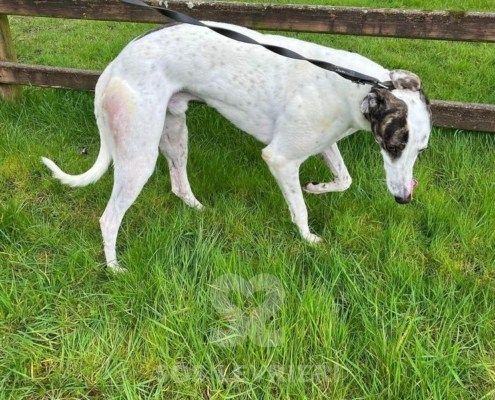 Henry 2 Greyhound