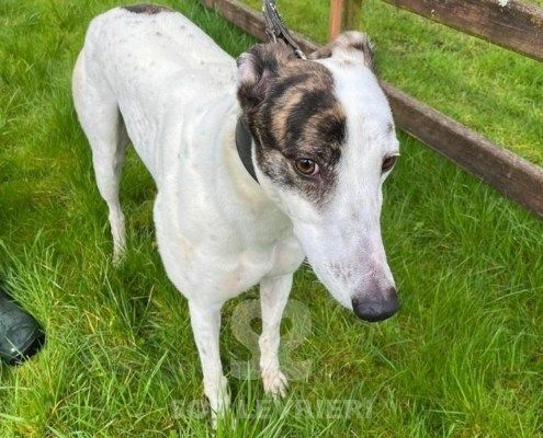 Henry 2 Greyhound