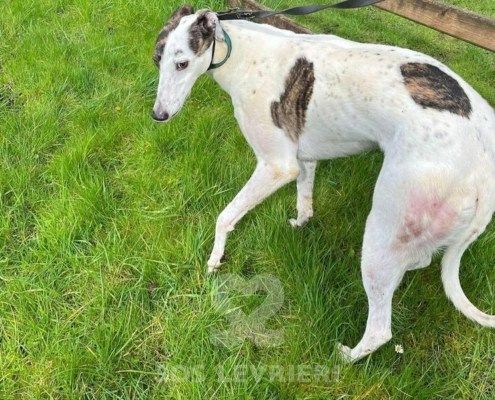 Henry 2 Greyhound