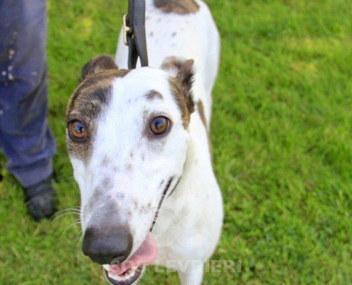Henry 2 Greyhound