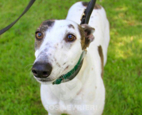 Henry 2 Greyhound