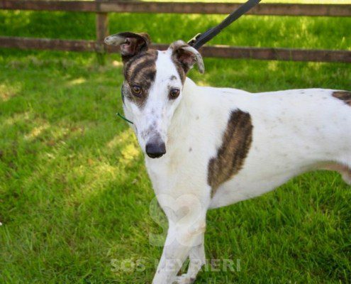 Henry 2 Greyhound