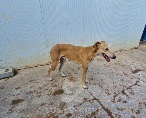 Lucifer Galgo