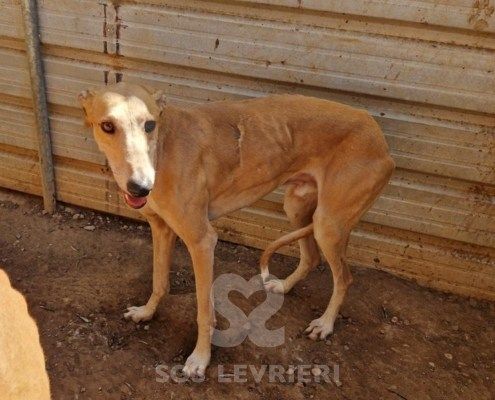 Lucifer Galgo