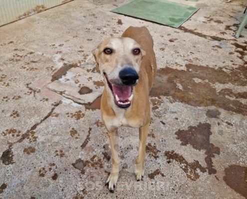 Lucifer Galgo