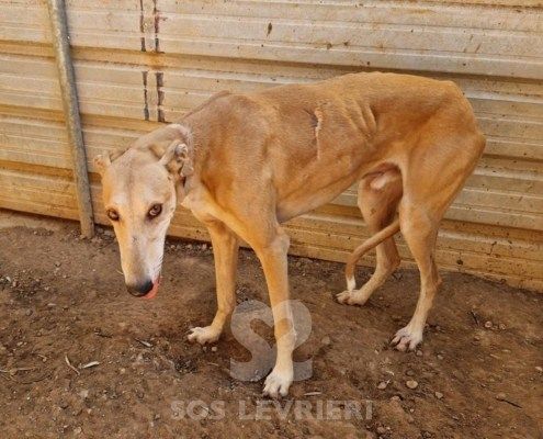 Lucifer Galgo