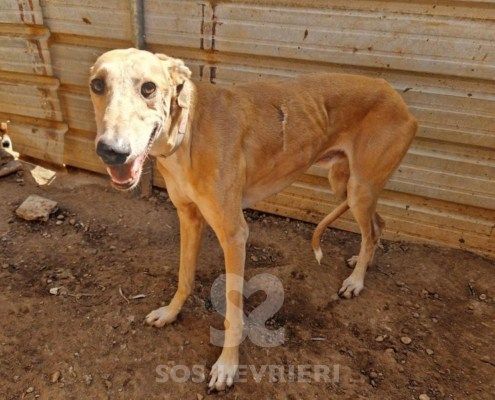 Lucifer Galgo