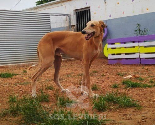 Lucifer Galgo