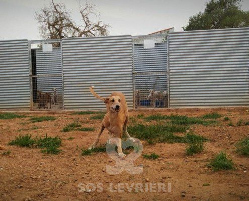 Lucifer Galgo