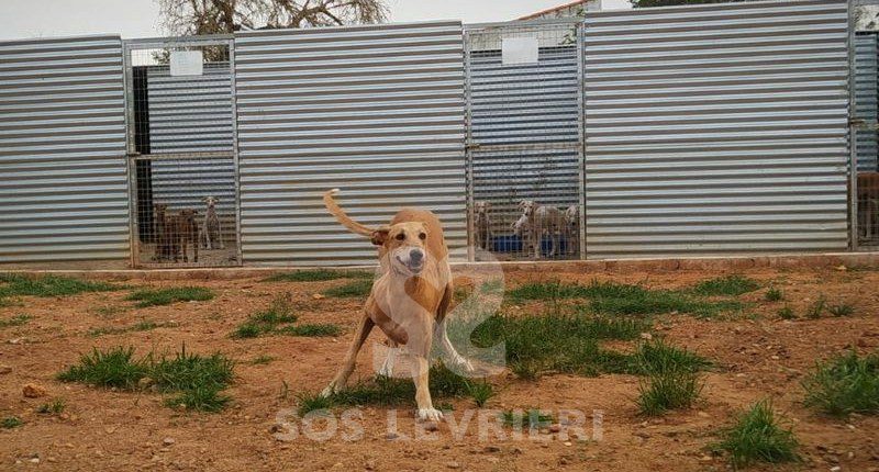 Lucifer Galgo