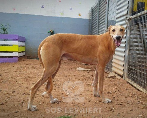 Lucifer Galgo