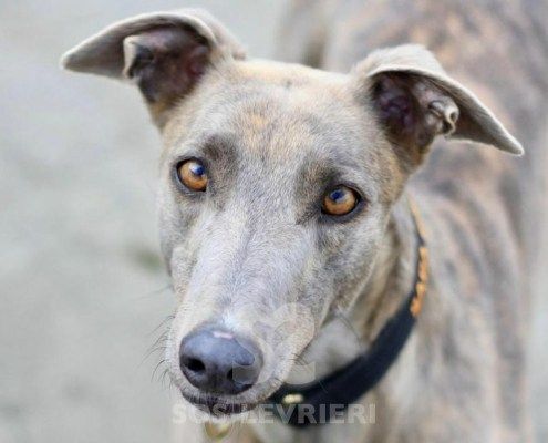 Macy Greyhound