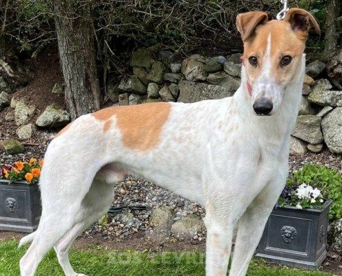 Wonder 2 Greyhound
