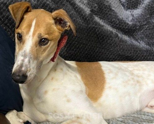 Wonder 2 Greyhound
