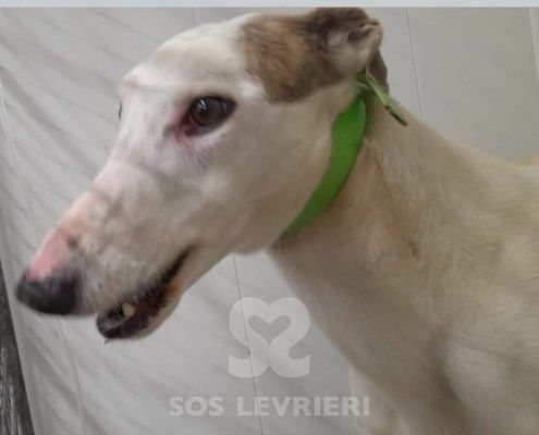 Perla 3 Greyhound