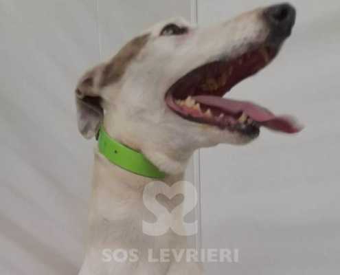 Perla 3 Greyhound
