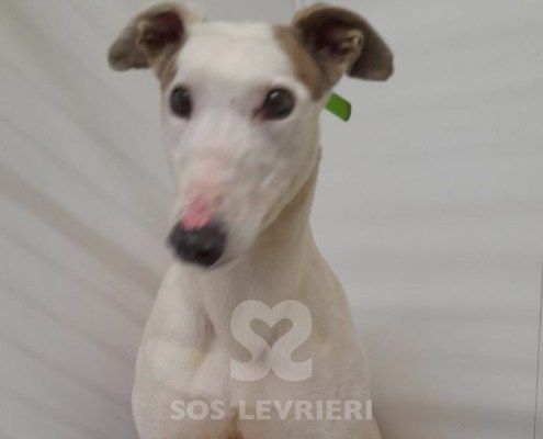 Perla 3 Greyhound
