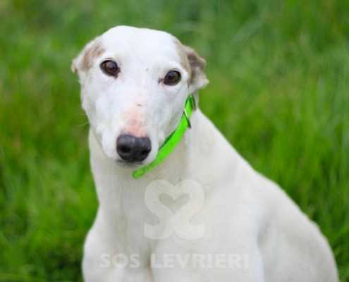 Perla 3 Greyhound