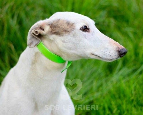 Perla 3 Greyhound