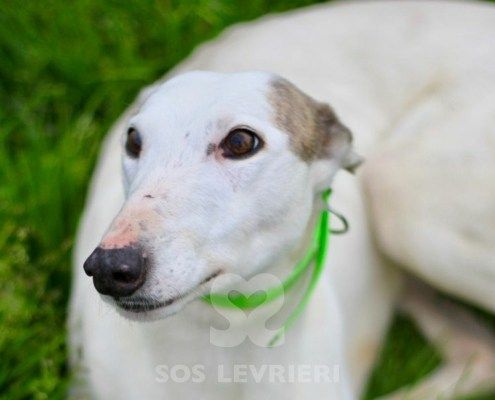 Perla 3 Greyhound