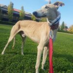 Rais Galgo