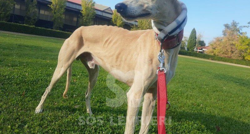 Rais Galgo
