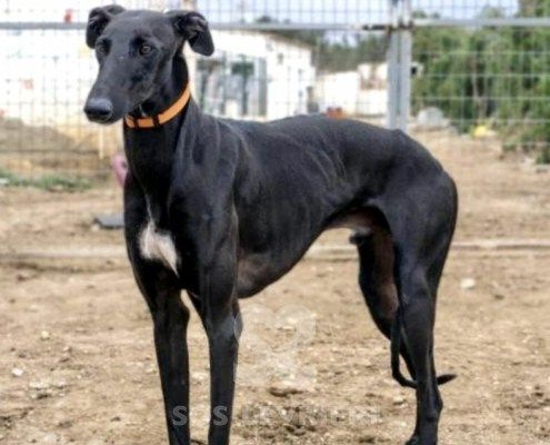 Chico Galgo