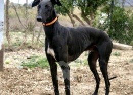 Chico Galgo