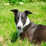 Darragh Greyhound