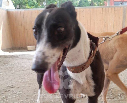 Darragh Greyhound