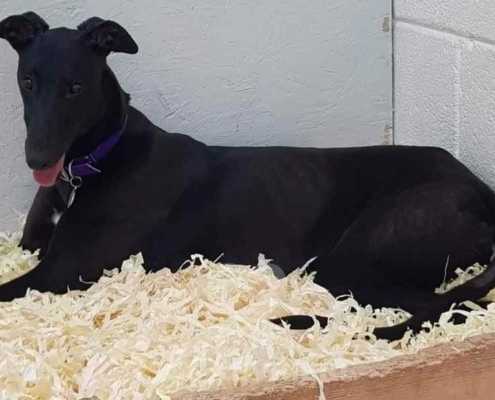 Fiadh Greyhound