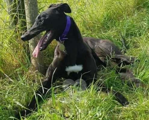 Fiadh Greyhound