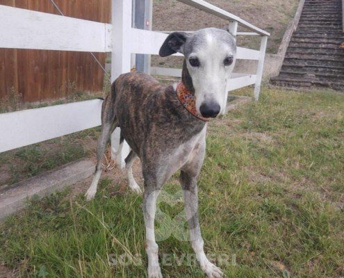 Jason Galgo