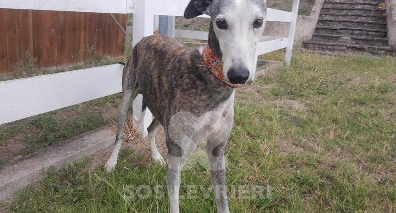 Jason Galgo