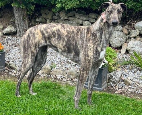 Kerry Greyhound