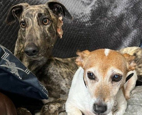 Kerry Greyhound